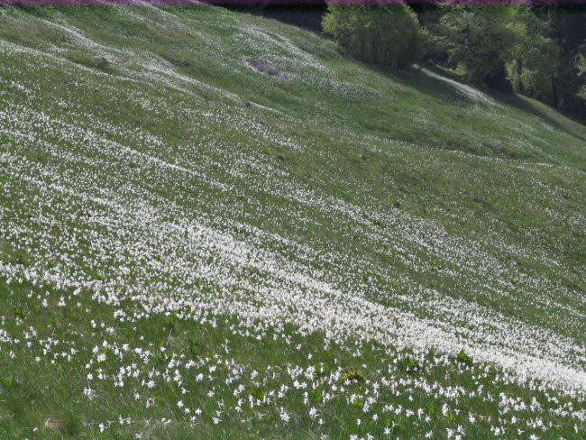 Od Golice do Stola-29.maj 2008 - foto povečava