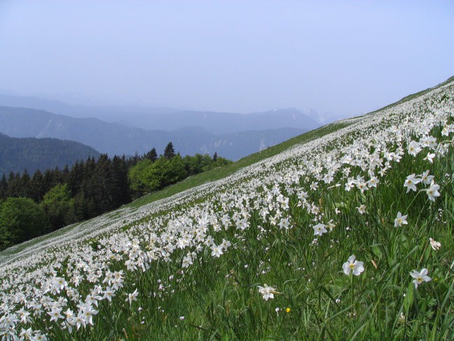 Od Golice do Stola-29.maj 2008 - foto povečava