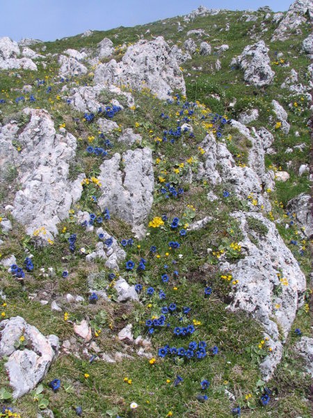 Od Golice do Stola-29.maj 2008 - foto povečava