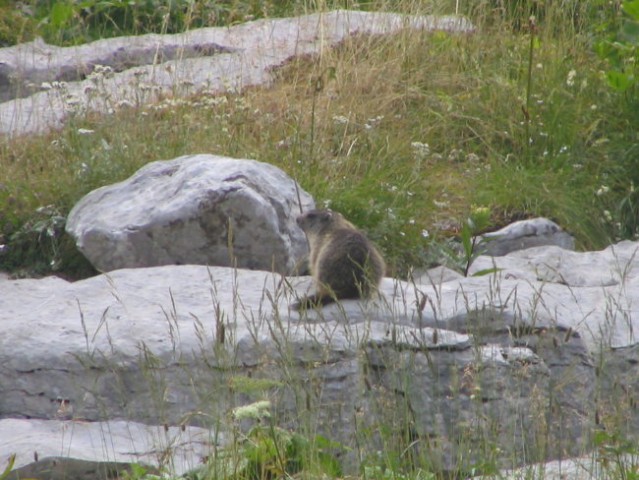Svizec (Marmota marmota)