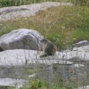 Svizec (Marmota marmota)