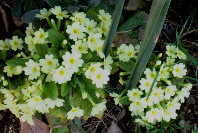 Primula vulgaris - Jeglič, primula, avrikelj