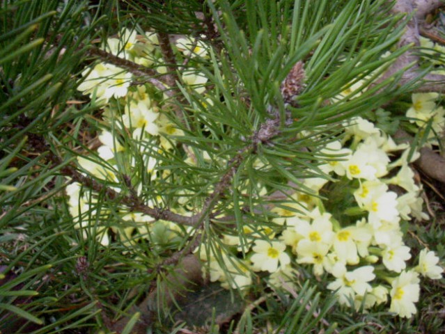 Primula vulgaris - Jeglič, primula, avrikelj