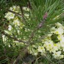 Primula vulgaris - Jeglič, primula, avrikelj