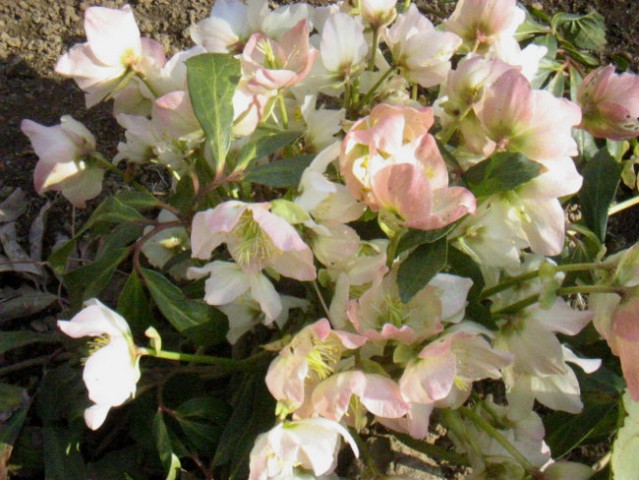 Helleborus niger - Teloh