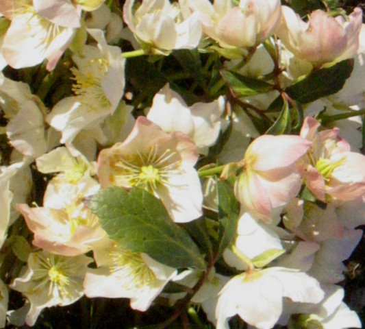 Helleborus niger - Teloh