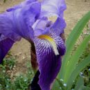 Iris Barbata - Bradata perunika, iris