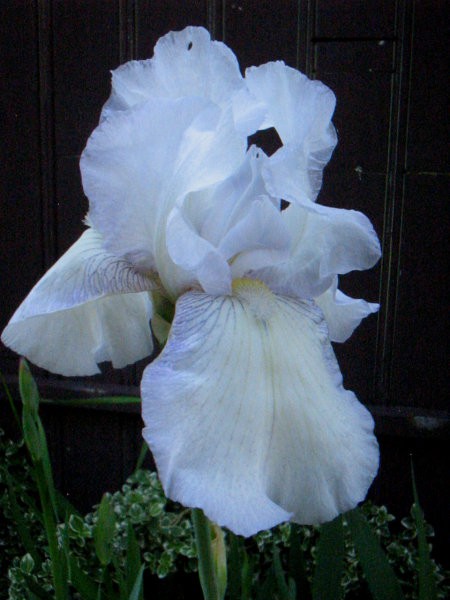 Iris Barbata - Bradata perunika, iris