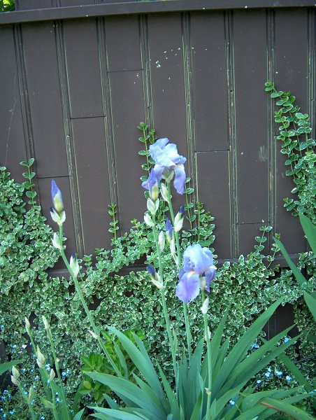 Iris Barbata - Bradata perunika, iris