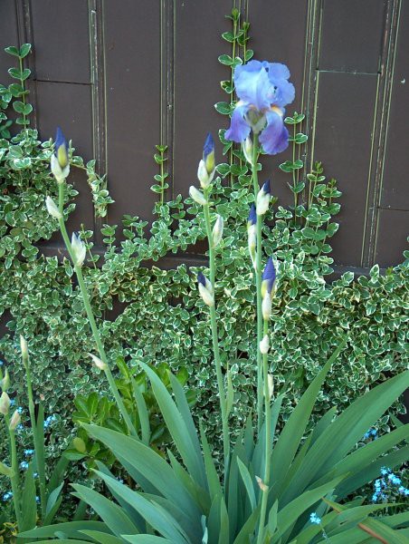 Iris Barbata - Bradata perunika, iris