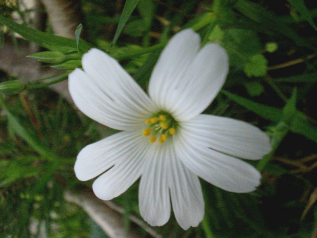 Gypsophila - Sadrenka