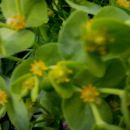 Euphorbia - Mleček