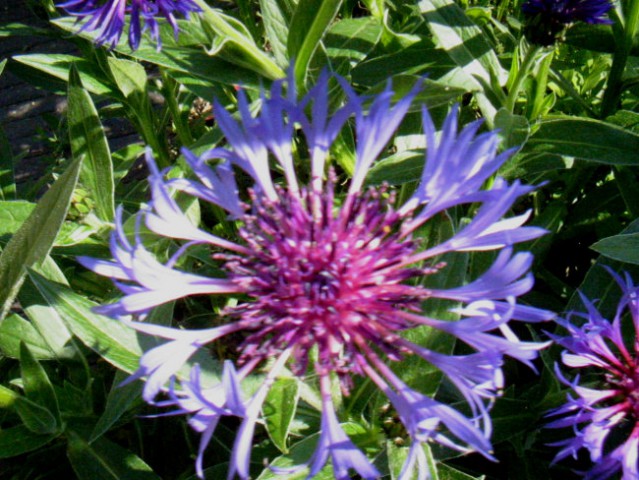 Centaurea - Glavinec