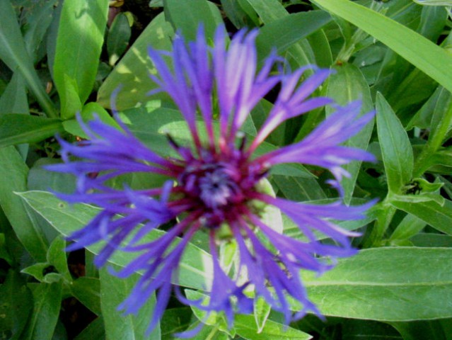 Centaurea - Glavinec