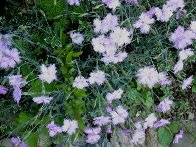 Dianthus - Nagelj, nageljček