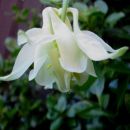 Aquilegia - Orlica
