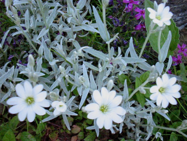 Cerastium tomentosum - smiljka