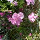 Dianthus - Nagelj, nageljček