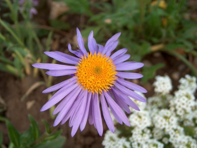 Aster - Astra 