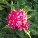 Dianthus barbatus - Turški nagelj, brkati klinček