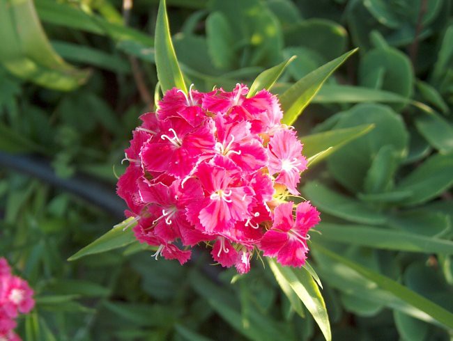 Dianthus barbatus - Turški nagelj, brkati klinček