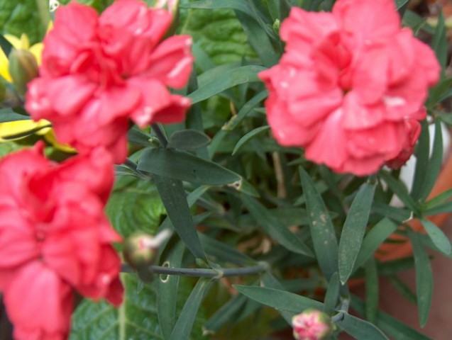 Dianthus - Nagelj, nageljček