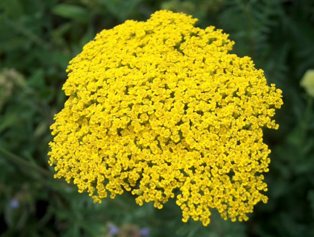 Achillea - Rman