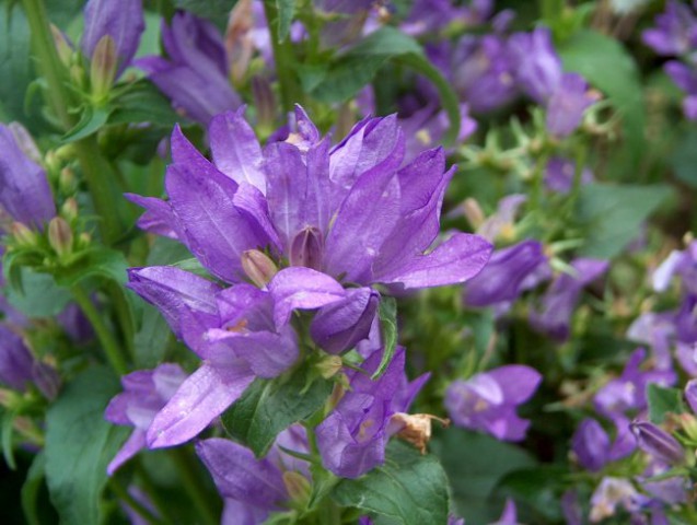 Campanula - Zvončnica, zvončica