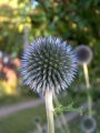 Echinops - Bodoglavec, glavač