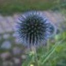 Echinops - Bodoglavec, glavač