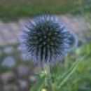 Echinops - Bodoglavec, glavač