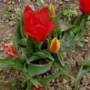 Tulipa - Tulipan