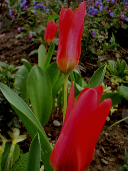 Tulipa - Tulipan