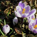 Crocus - krokus, žafran