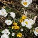 Crocus - krokus, žafran