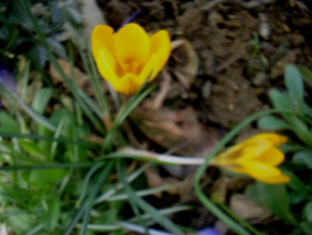 Crocus - krokus, žafran