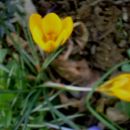 Crocus - krokus, žafran