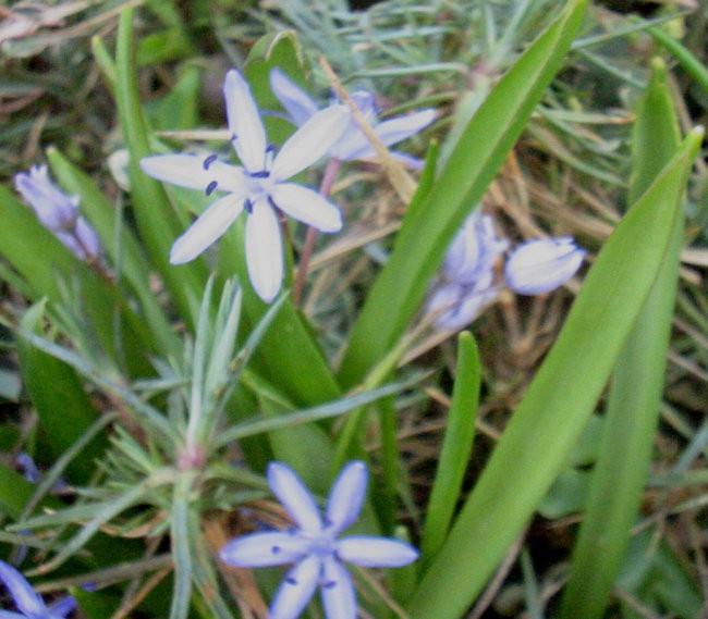 Chionodoxa - Hionodoksa, snežna modrica