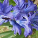 Hyacinthus - Hijacinta