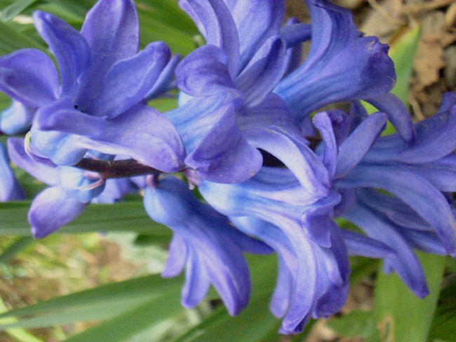 Hyacinthus - Hijacinta