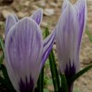 Crocus - krokus, žafran