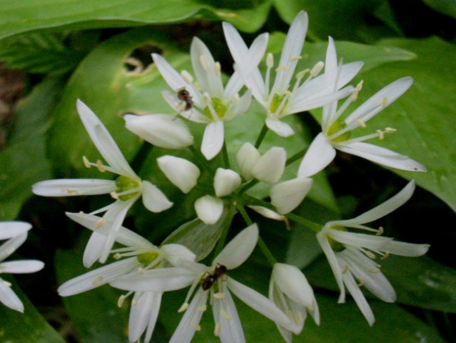 Allium ursinum - Čemaž