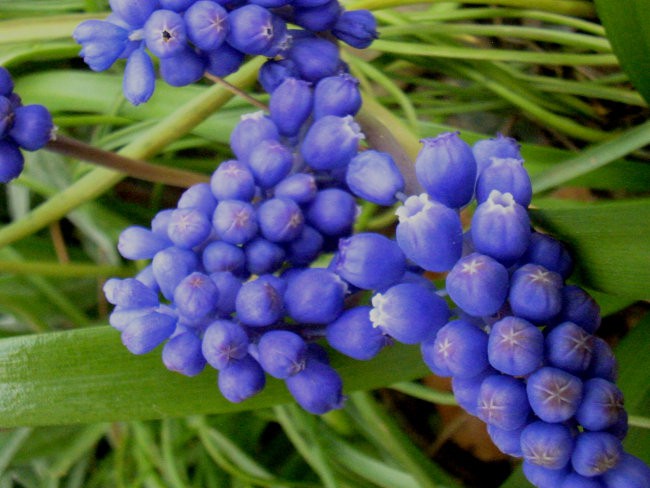 Muscari - Grozdek, hrušica