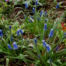 Muscari - Grozdek, hrušica