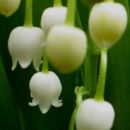 Convallaria - Šmarnica