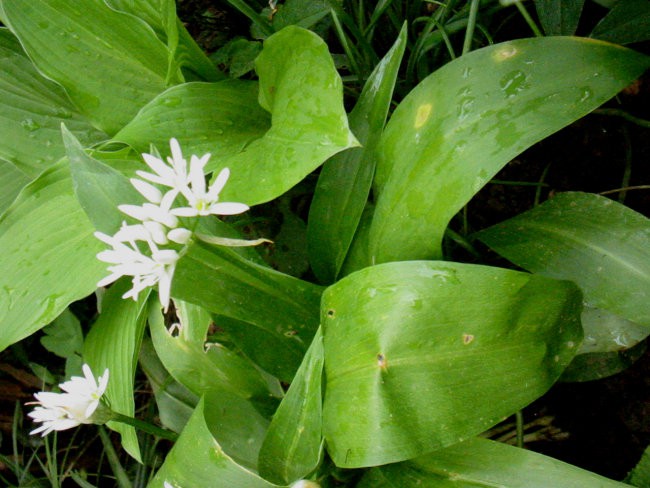 Allium ursinum - Čemaž