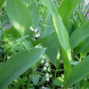 Convallaria - Šmarnica