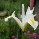 Iris - Perunika, iris