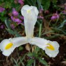 Iris - Perunika, iris
