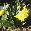 Narcissus - Narcisa, narcis